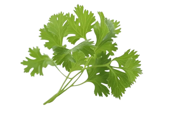 Cilantro