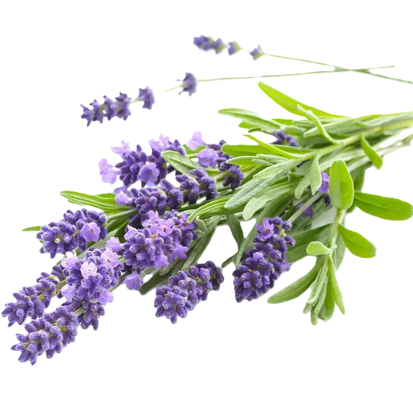 Lavanda AOP de Nyons