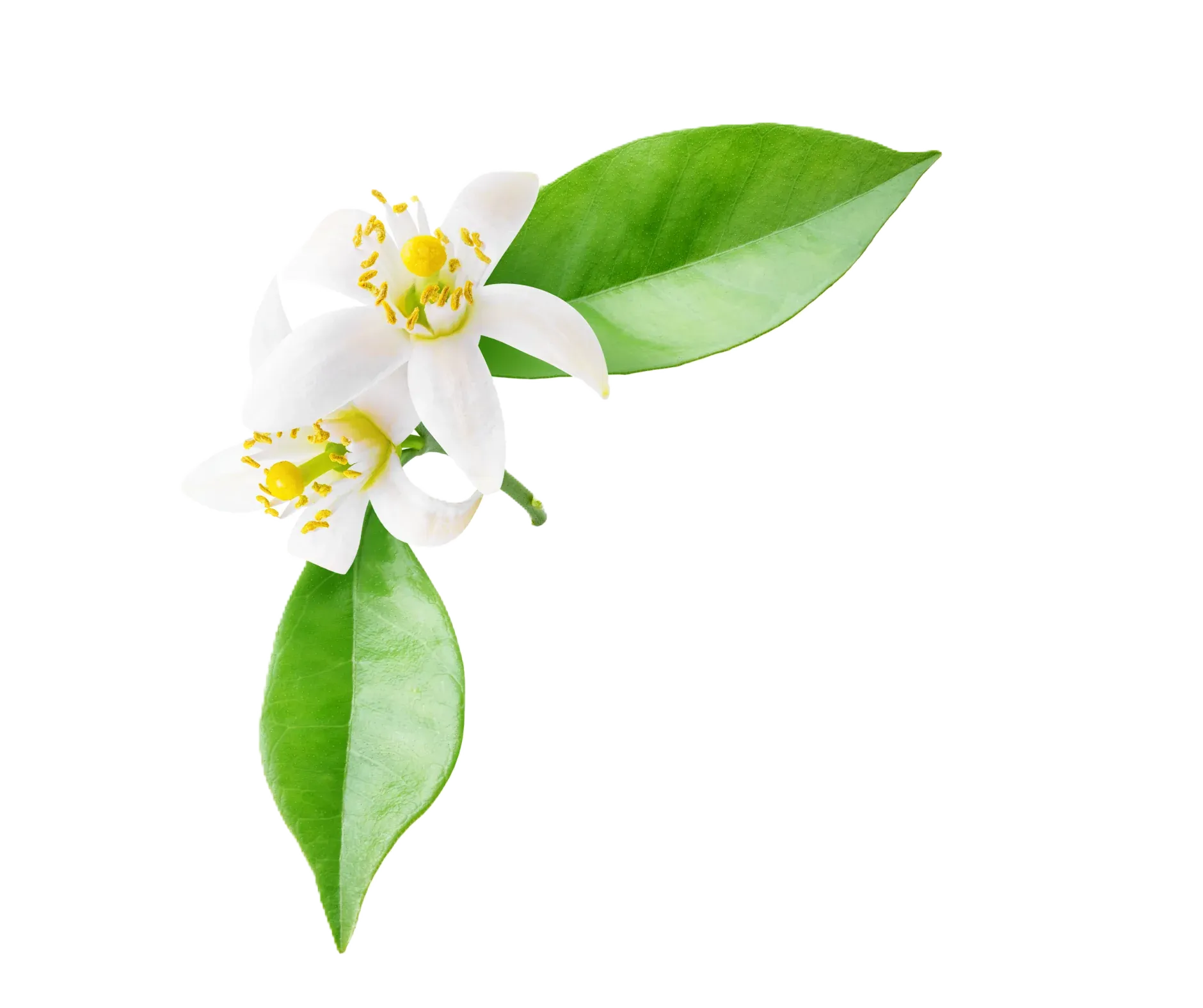 Neroli