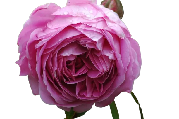 Rosa de mayo (Centifolia)