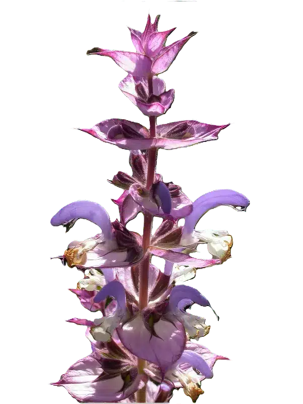 Salvia Esclarea