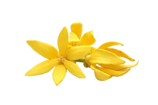 Ylang-ylang