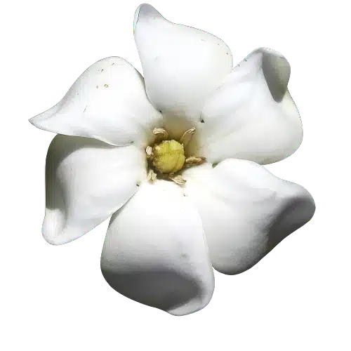 Gardenia