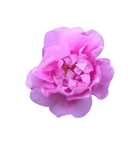 Rosa Damascena