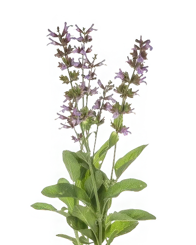 Salvia