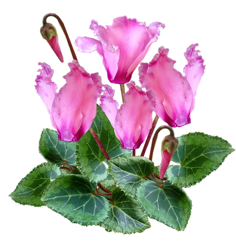 Ciclamen