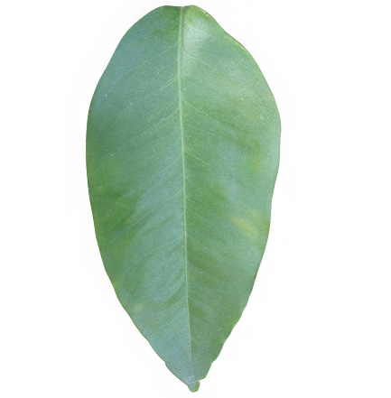 Hoja de Bergamota