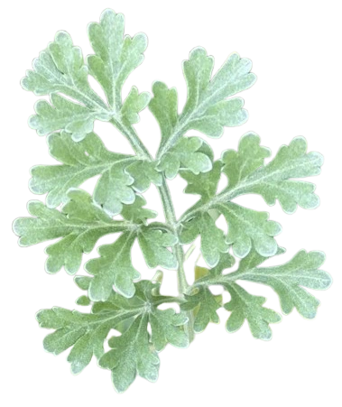 Ajenjo (Artemisia absinthium)