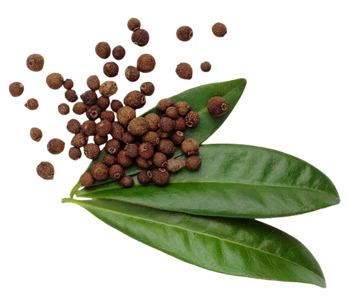 Hoja de Pimiento de Jamaica