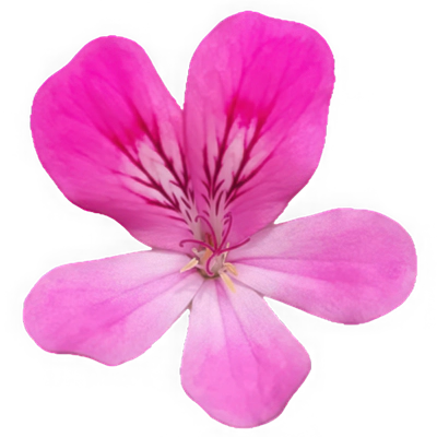 Geranio Bourbon de Madagascar