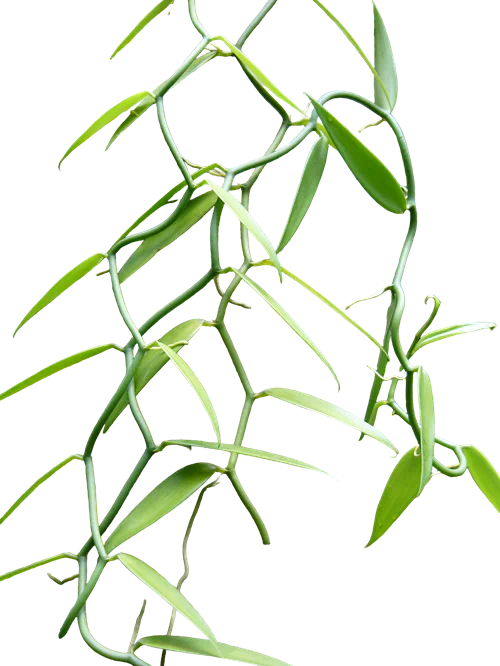 Absoluto de Orquídea Vainilla Tahitensis