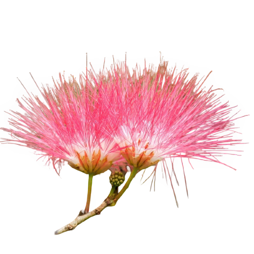 Flor del Árbol de la Seda