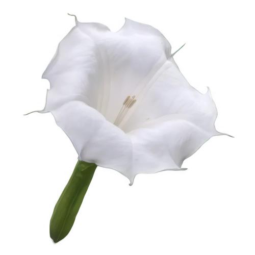 Datura