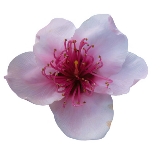 Flor de Melocotonero