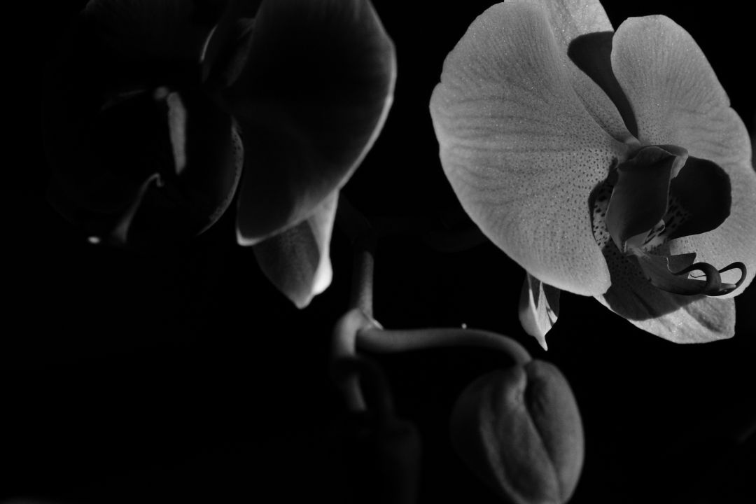 Orquídea