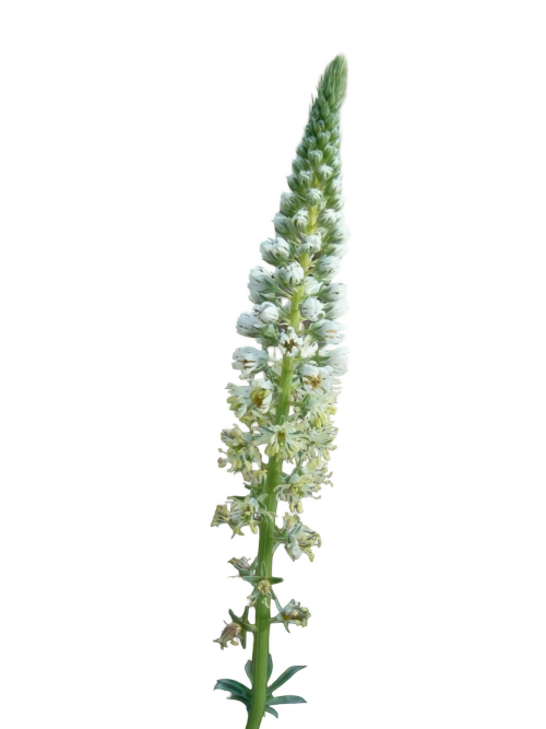 Reseda
