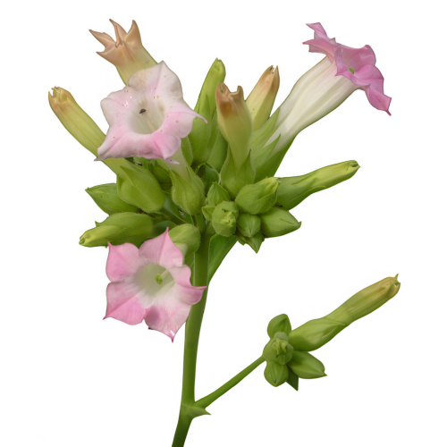 Flor de Tabaco